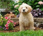Small Photo #1 Poodle (Toy) Puppy For Sale in NAPPANEE, IN, USA