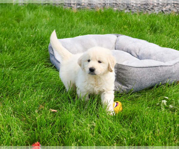 Medium Photo #3 English Cream Golden Retriever Puppy For Sale in SYRACUSE, IN, USA