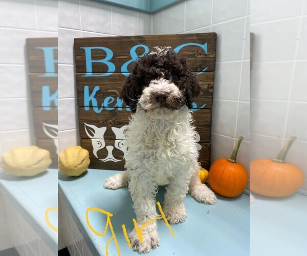 Medium Photo #3 Poodle (Standard) Puppy For Sale in CLARE, IL, USA