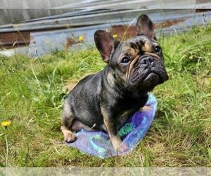 Mother of the French Bulldog puppies born on 07/29/2023