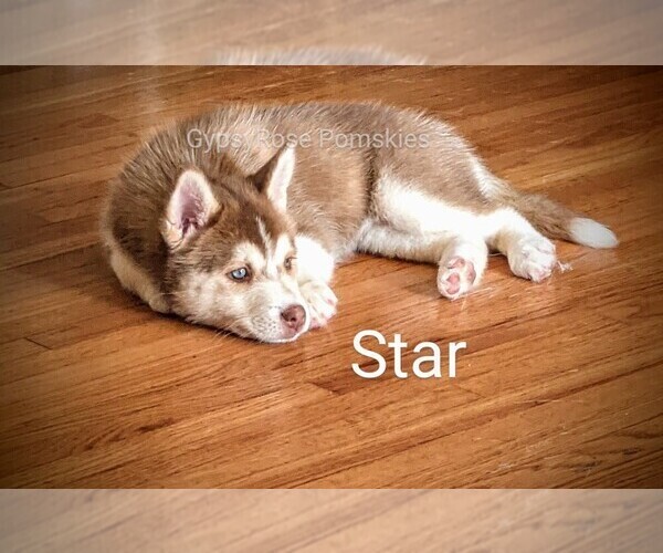 Medium Photo #5 Pomsky Puppy For Sale in ROCHESTER, MN, USA