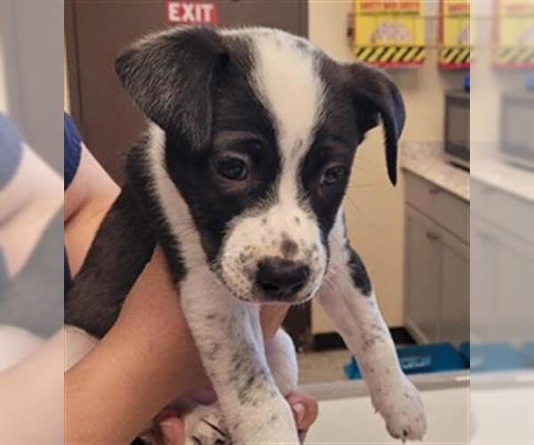 Medium Photo #1 Mutt Puppy For Sale in Lodi, CA, USA