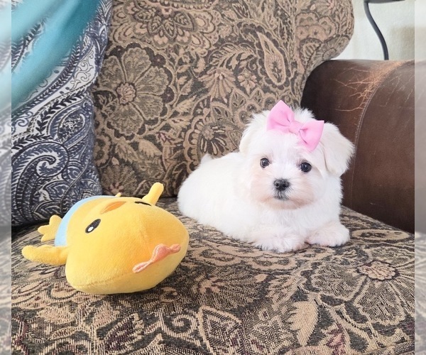 Medium Photo #4 Maltese Puppy For Sale in SANTA CLARITA, CA, USA