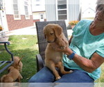 Small Photo #2 Golden Retriever Puppy For Sale in ALLIANCE, NE, USA