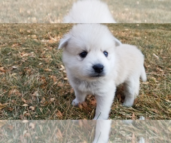 Medium Photo #1 Pomsky Puppy For Sale in OGDEN, UT, USA