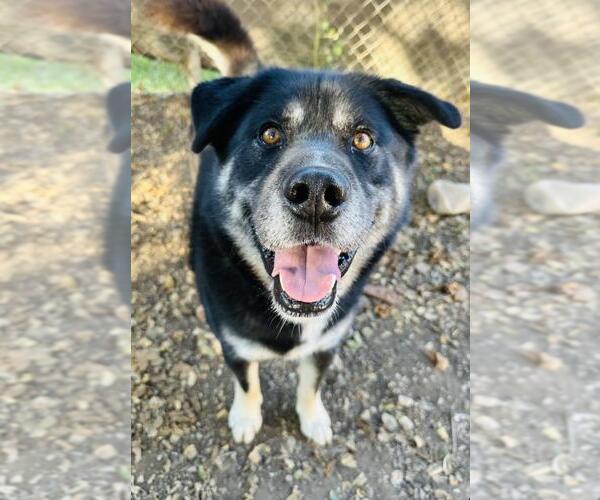 Medium Photo #1 German Shepherd Dog-Unknown Mix Puppy For Sale in Santa Barbara, CA, USA