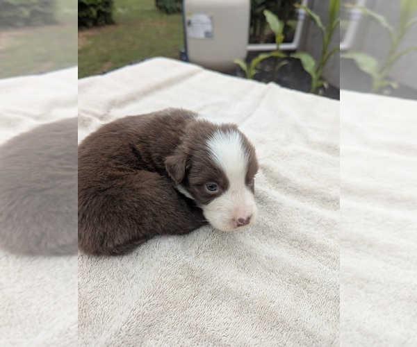 Medium Photo #6 Miniature Australian Shepherd Puppy For Sale in ADAIRSVILLE, GA, USA