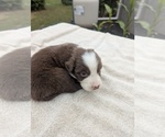 Small #5 Miniature Australian Shepherd