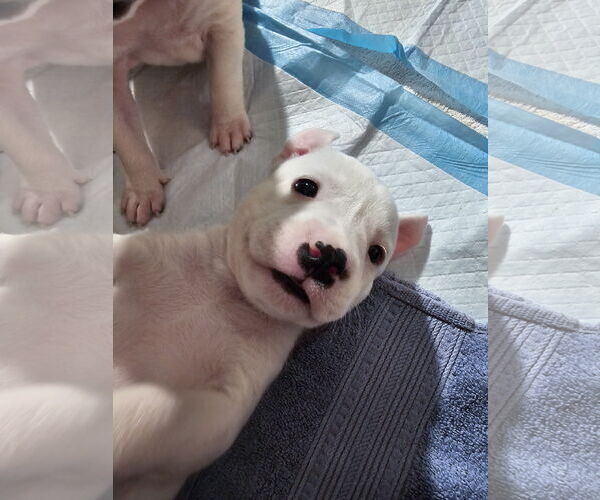 Medium Photo #2 Labrador Retriever-Unknown Mix Puppy For Sale in Rockaway, NJ, USA