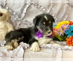 Small Photo #5 Poodle (Standard)-Siberian Husky Mix Puppy For Sale in LANCASTER, PA, USA