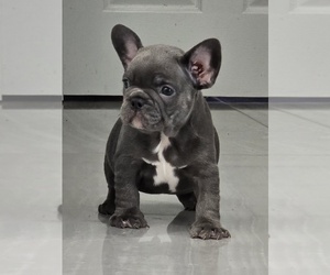 French Bulldog Puppy for sale in NORTH PORT, FL, USA