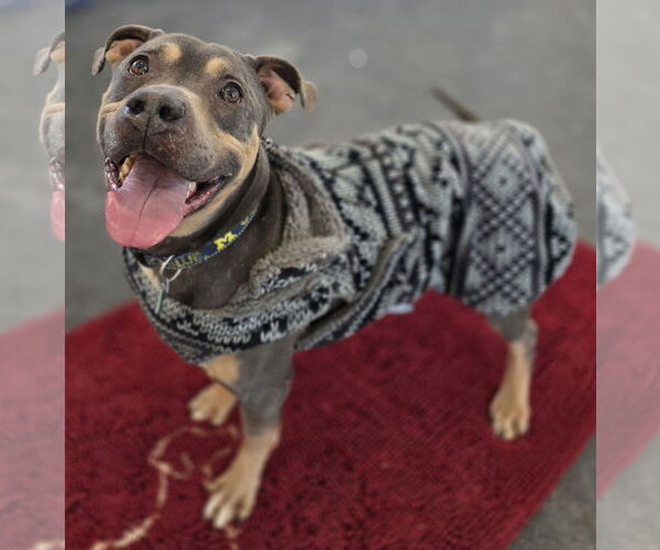 Medium Photo #9 Mutt Puppy For Sale in Clarkston, MI, USA