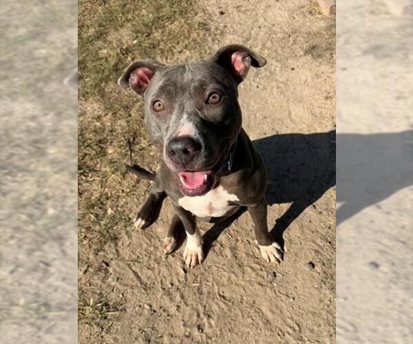 Medium Photo #1 American Pit Bull Terrier Puppy For Sale in Conroe, TX, USA