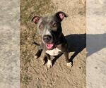 RUCA - Female American Pit Bull Terrier Dog for Adoption - Small photo
