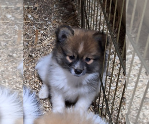 Pomeranian Puppy for sale in SPOTSYLVANIA, VA, USA