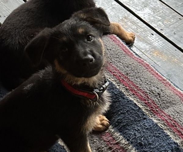 Medium Photo #12 German Shepherd Dog Puppy For Sale in GREENWICH, NY, USA