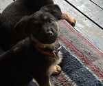 Small Photo #12 German Shepherd Dog Puppy For Sale in GREENWICH, NY, USA