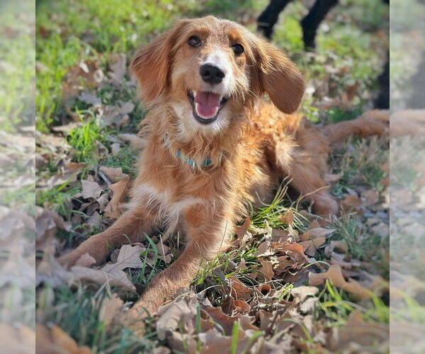Medium Photo #2 Labrador Retriever Puppy For Sale in Brewster, NY, USA