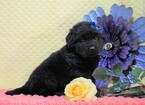 Small Photo #4 Golden Labrador Puppy For Sale in FREDERICKSBG, OH, USA