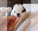 Small #1 Pug