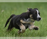 Small #5 Mutt