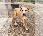 Small #1 American Pit Bull Terrier Mix
