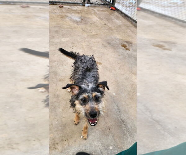 Medium Photo #6 Border Terrier-Unknown Mix Puppy For Sale in Oak Bluffs, MA, USA