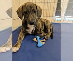 Small #3 Mountain Cur