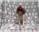 Small #7 Beagle