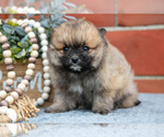Puppy Titus Pomeranian