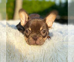 Small Photo #7 French Bulldog Puppy For Sale in HILLSBORO BCH, FL, USA