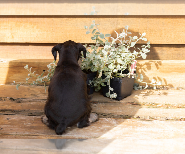 Medium Photo #5 Schnauzer (Miniature) Puppy For Sale in NAPPANEE, IN, USA
