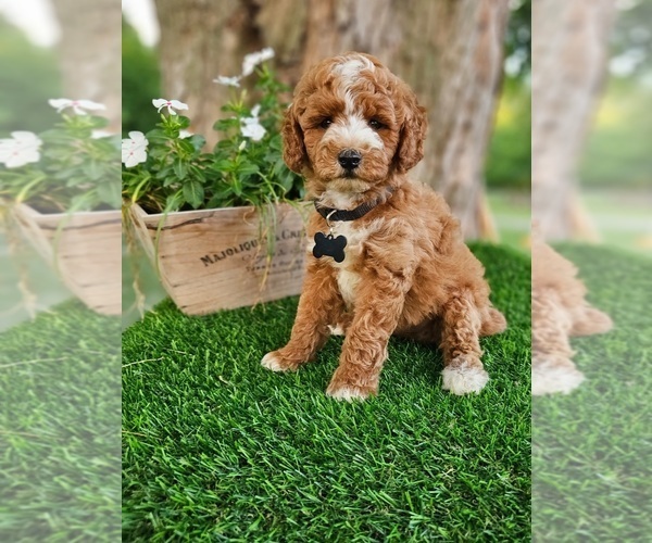 Medium Photo #2 Goldendoodle (Miniature) Puppy For Sale in INDIANAPOLIS, IN, USA