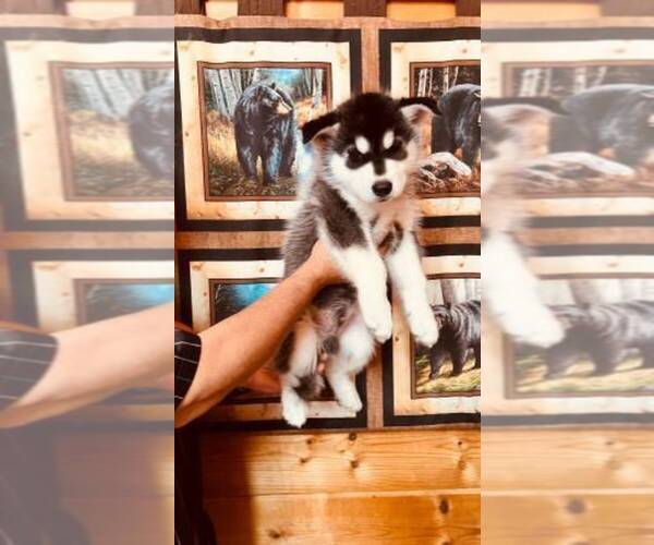 Medium Photo #16 Siberian Husky Puppy For Sale in CLERMONT, FL, USA