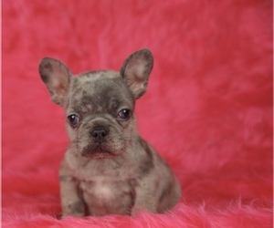 French Bulldog Puppy for sale in SAN DIEGO, CA, USA