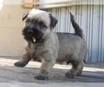 Small Photo #4 Cairn Terrier Puppy For Sale in WHITEWOOD, SD, USA