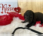 Small Photo #15 Goldendoodle Puppy For Sale in LAPOINT, UT, USA