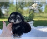Small #2 Poovanese