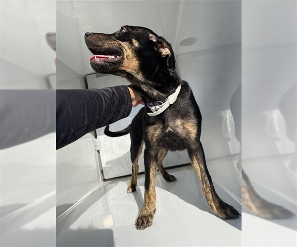 Medium Photo #1 Rottweiler-Unknown Mix Puppy For Sale in Houston, TX, USA