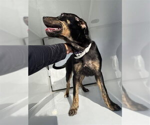 Rottweiler-Unknown Mix Dogs for adoption in Houston, TX, USA