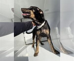 Small Rottweiler Mix