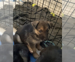 Small Photo #22 German Shepherd Dog-Siberian Husky Mix Puppy For Sale in LOS GATOS, CA, USA