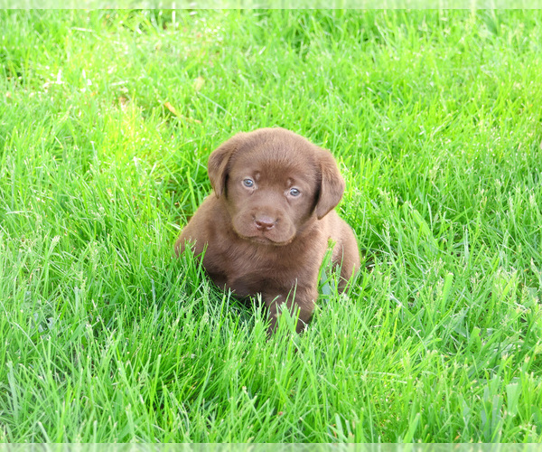 Medium Photo #3 Labrador Retriever Puppy For Sale in SYRACUSE, IN, USA