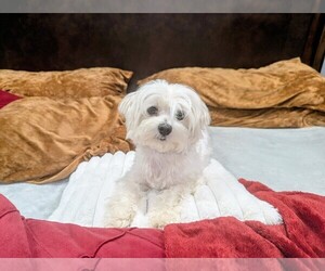 Mother of the Maltese puppies born on 06/15/2025