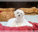 Small Photo #1 Maltese Puppy For Sale in OCALA, FL, USA