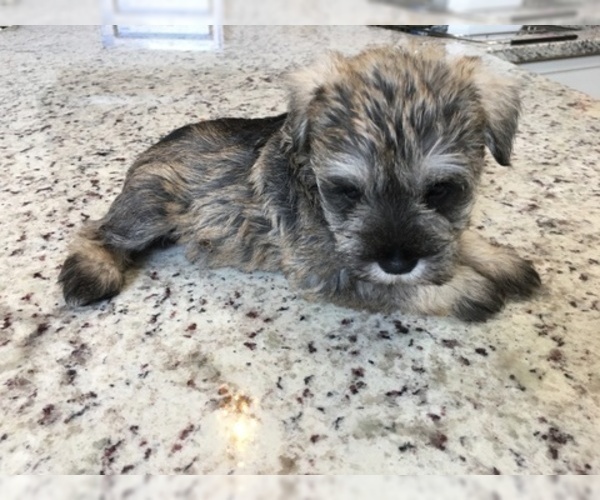 Medium Photo #4 Schnauzer (Miniature) Puppy For Sale in VALRICO, FL, USA
