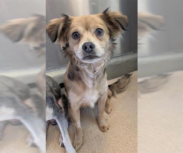 Medium Photo #1 Chihuahua-Unknown Mix Puppy For Sale in San Martin, CA, USA