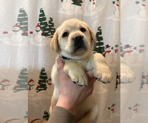 Labrador Retriever Puppy for sale in FAYETTEVILLE, OH, USA