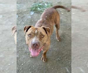 American Pit Bull Terrier-Unknown Mix Dogs for adoption in Riverside, CA, USA