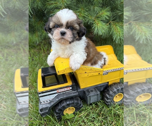 Medium Photo #2 Shih Tzu Puppy For Sale in MIDDLEBURY, IN, USA